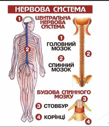 08008zqv-db28-366x425.png