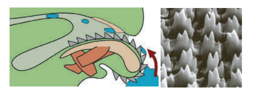 080090ng-b5d1-506x188.png