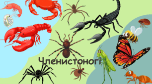 Членистоногі/7/НУШ