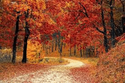 08009f6c-e257-430x285.png