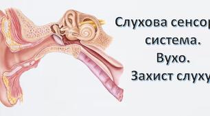 Слухова сенсорна система