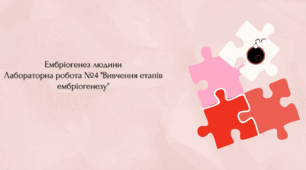 Ембріогенез людини.  Лабораторна робота "Вивчення етапів ембріогенезу"
