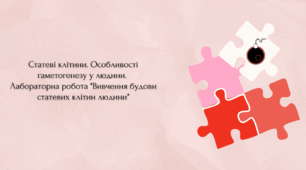 Статеві клітини.  Особливості гаметогенезу людини.  Лабораторна робота "Вивчення будови статевих клітин людини "