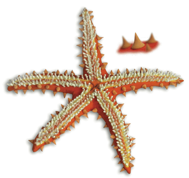 08009gql-5646-648x611.png