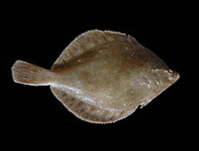 08009gz8-3737-160x121.png
