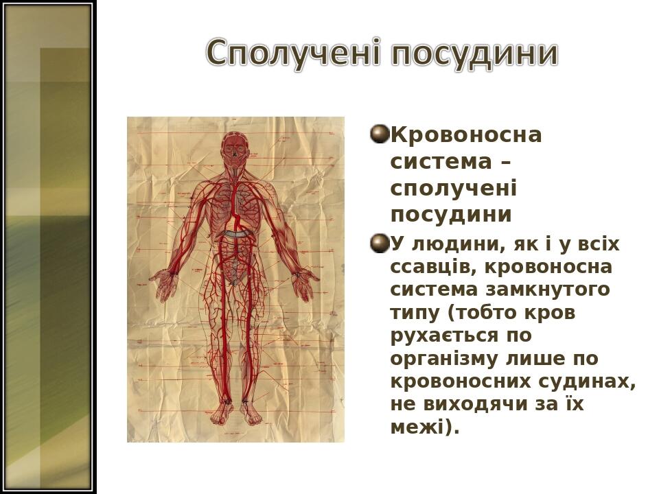 Кровоносна система – сполучені посудини У людини, як і у всіх ссавців, кровоносна система замкнутого типу (тобто кров рухається по організму лише п...
