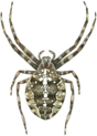 08009jdg-8d96-88x123.png