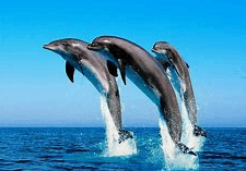 08009n2o-0d4a-225x157.png
