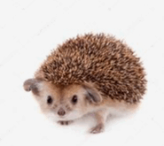 08009n2t-9751-185x165.png