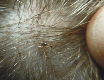 08009q8w-dc33-346x266.png