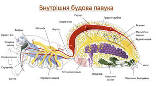 Клас павукоподібні
