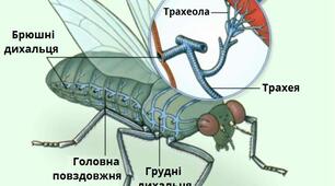 Членистоногі- безхребетні тварини із зовнішнім скелетом.