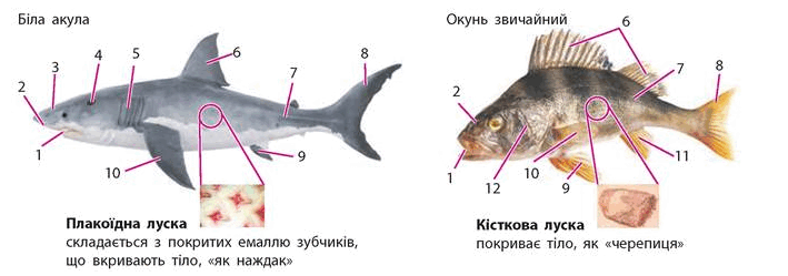 08009u0s-b335-709x249.png