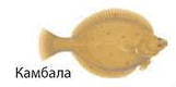 08009vd5-2f2c-161x80.png