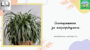 Спостереження за хлорофітумом для дітей старшого дошкільного віку.