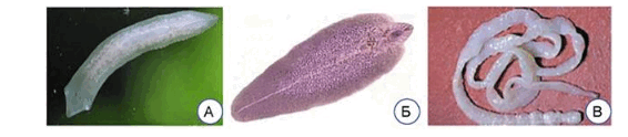 0800aatn-380a-566x124.png