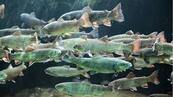 Як мандрує риба: 7 цікавих фактів про міграцію риб від WWF-Україна