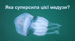 Яка суперсила цієї медузи?