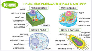 Пізнаємо природу 5 клас. Підсумкове оцінювання Світ живих організмів (клітинна будова, бактерії, віруси, гриби)