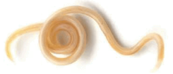 0800ap9j-185f-592x256.png