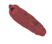 0800ap9r-c098-182x154.png