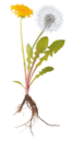 0800apwx-14db-66x130.png