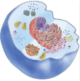 0800apy6-55d4-80x81.png