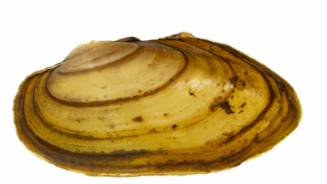 0800aqa5-c871-464x261.png