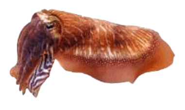 0800aqai-86ba-381x227.png