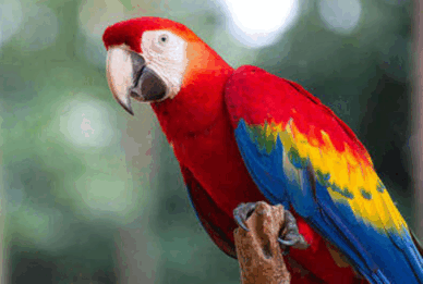 0800auyy-bd85-488x328.png