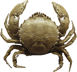 Файл:Crab-icon.png