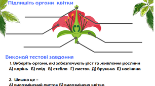 Рослини та їхне різноманіття