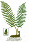 0800aye9-1689-100x145.png