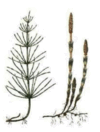 0800ayes-4d11-100x132.png