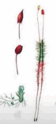 0800aygg-bc7d-100x224.png