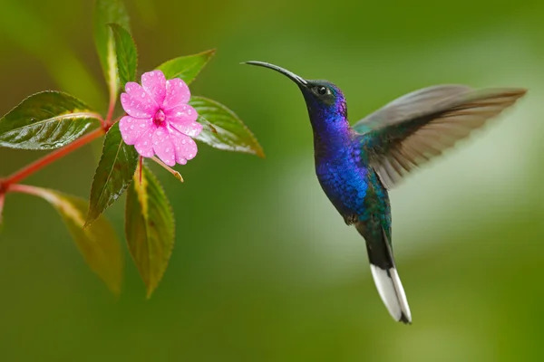 Колібрі Violet Sabrewing — стокове фото