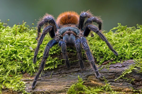 Greenbottle синій Тарантул — стокове фото