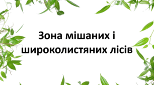 Зона мішаних і широколистяних лісів