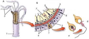 0800b87q-17cc-374x165.png
