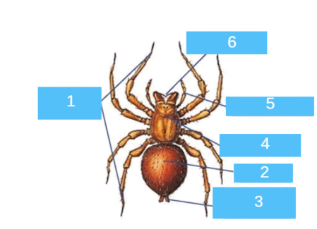 0800bcl1-2177-449x325.png