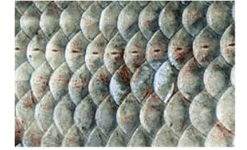 0800bdiq-9175-247x150.png