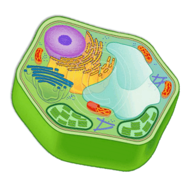 0800bdlw-c450-603x630.png