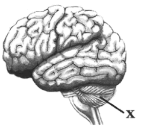 0800bezw-7044-305x271.png