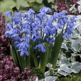 0800bfwi-869c-159x159.png