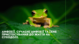 Презентація НУШ 7 клас "Амфібії. Сучасні амфібії та їхнє пристосування до життя на суходолі."