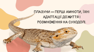 Презентація НУШ 7 клас "Плазуни — перші амніоти, їхні адаптації до життя і розмноження на суходолі."