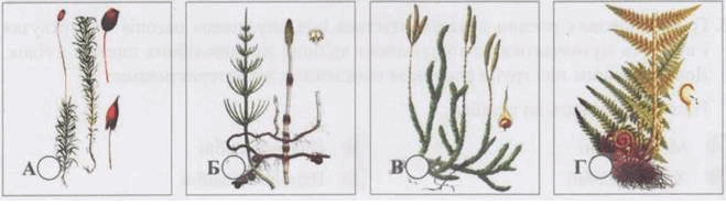 0800bovd-9754-659x186.png