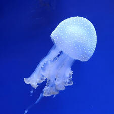 0800bs5d-e4b6-225x225.jpg