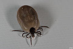Ixodes ricinus