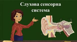 Тестування " Слухова сенсорна система"